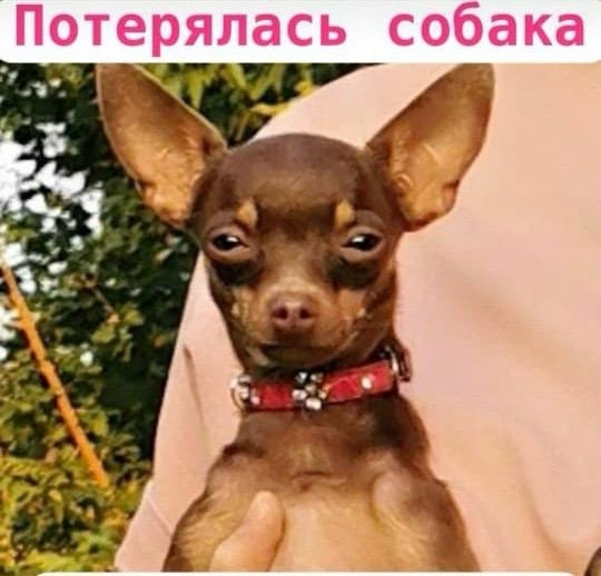 Пропала собака той-терьер (девочка, шоколадный окрас), рп Маркова — Вознаграждение 50 000₽!