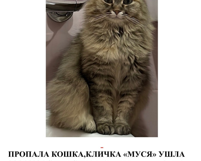 Пропала пушистая кошка Муся, Иркутск (ул. Пражская) — Вознаграждение!